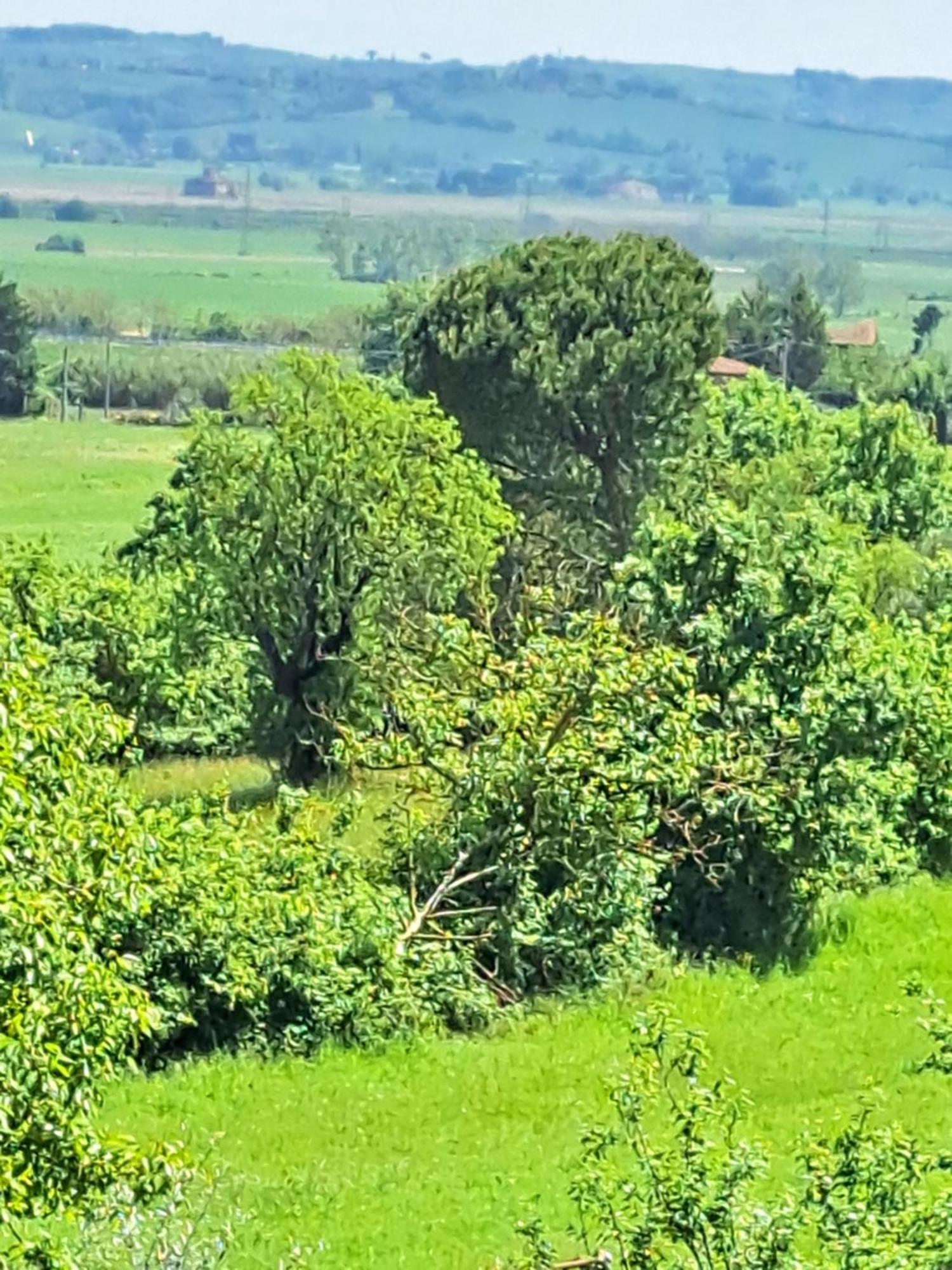 Casa Gli Ulivi Villa Montepulciano Stazione Dış mekan fotoğraf