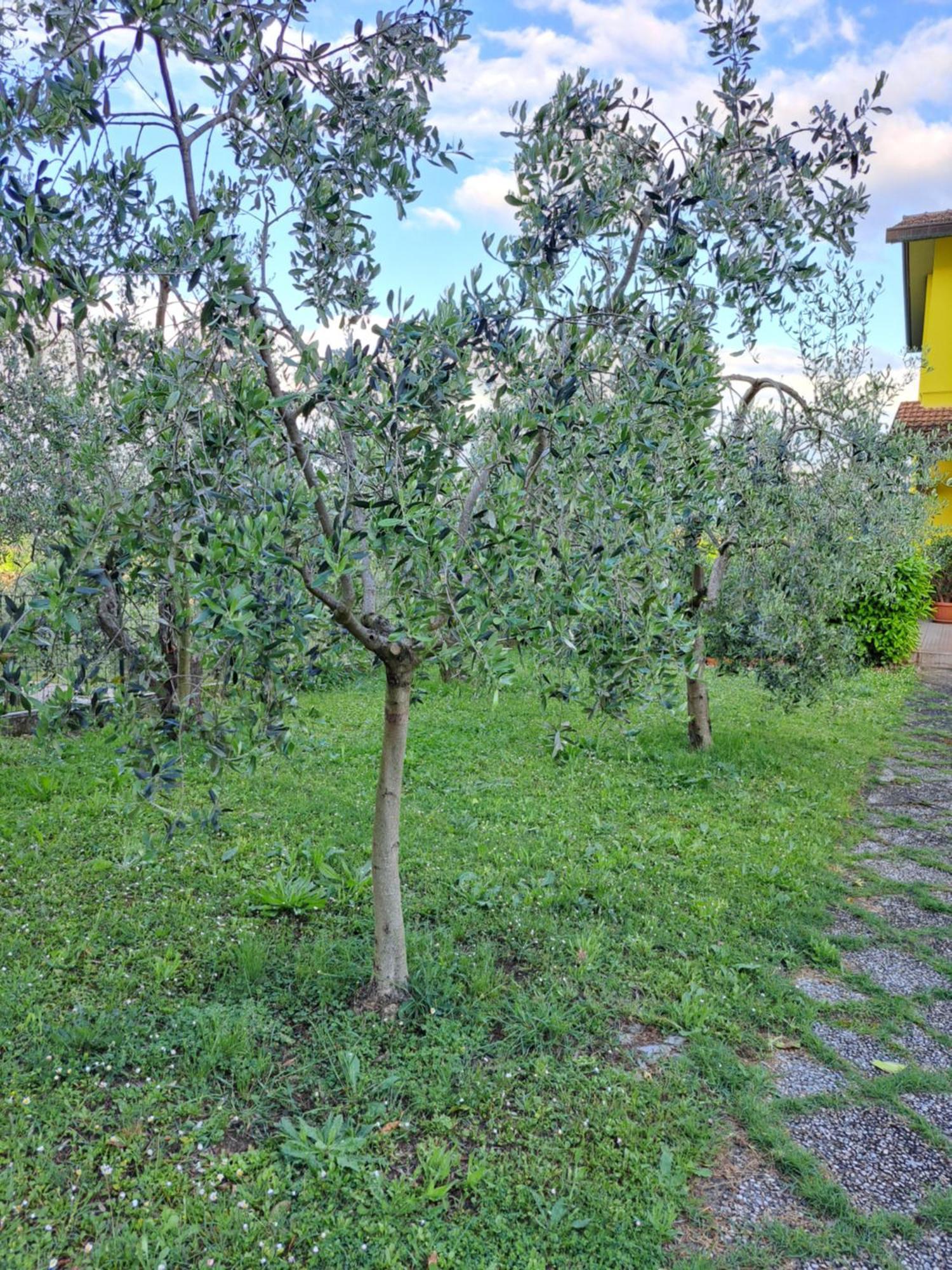Casa Gli Ulivi Villa Montepulciano Stazione Dış mekan fotoğraf