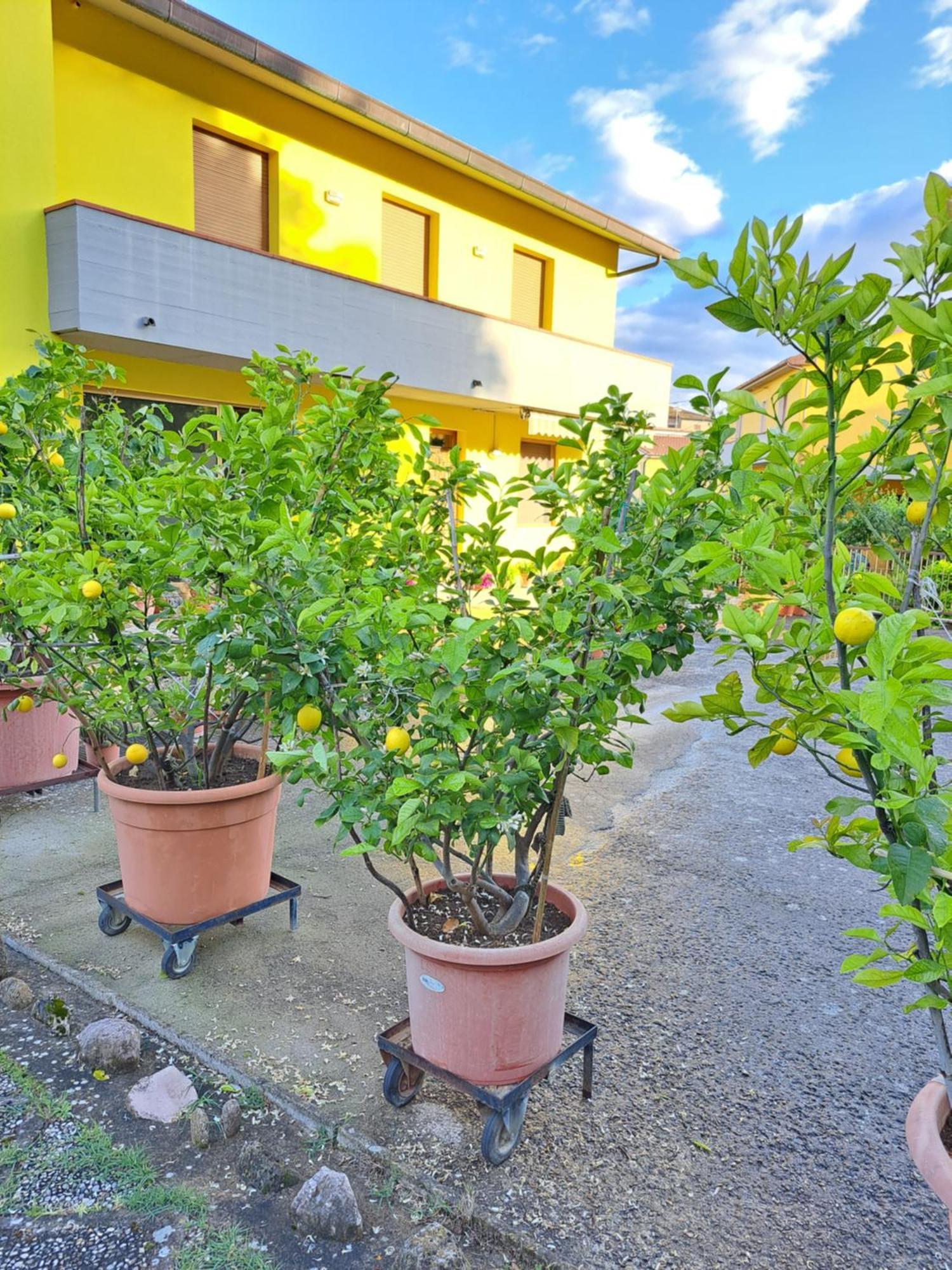 Casa Gli Ulivi Villa Montepulciano Stazione Dış mekan fotoğraf